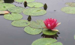 trauma-healing-pa-peace Healing is possible after the trauma of relational betrayal.